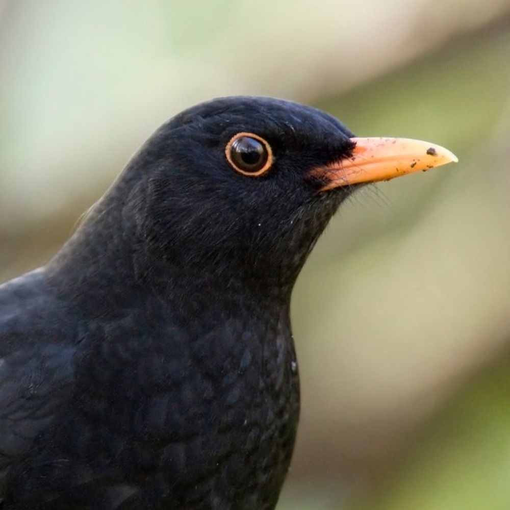 blackbird.bsky.social